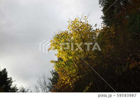 日本の秋の美しい紅葉 59583987