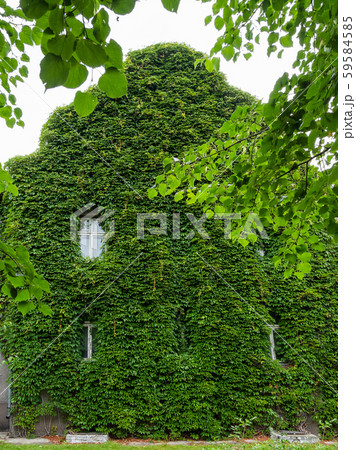 Wall covered with ivy and old windows of Water tower and the adjoining rotundal building of the water-and-mud baths. It wa built in Rauschen, now Svetlogorsk. Wall covered with ivy and old windows of Water tower and the adjoining rotundal building of the water-and-mud baths. It wa built in Rauschen, now Svetlogorsk. 59584585