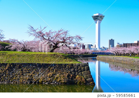 桜景 五稜郭 桜景 五稜郭 59585661
