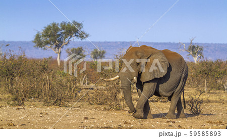 African bush elephant in Kruger National park, African bush elephant in Kruger National park, 59585893