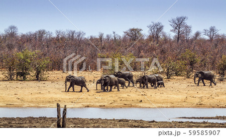 African bush elephant in Kruger National park, 59585907