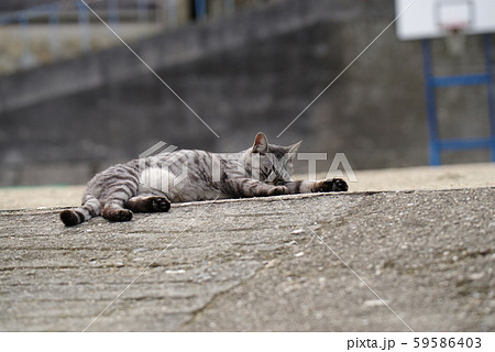 くつろぐ猫 59586403