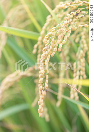 たんぼ 田んぼ 田圃 59586543