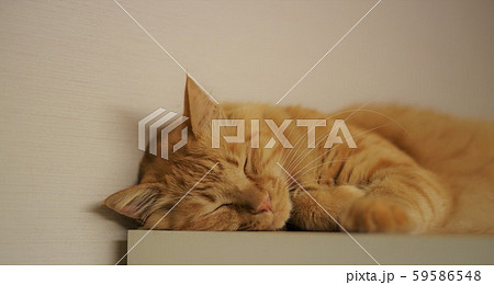 すやすや 59586548