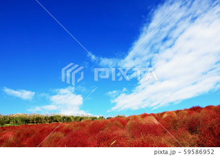 紅葉のコキア ひたち海浜公園 茨城県 紅葉のコキア ひたち海浜公園 茨城県 59586952