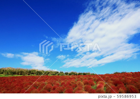 紅葉のコキア　ひたち海浜公園　茨城県 59586953