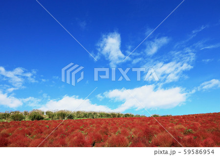 紅葉のコキア ひたち海浜公園 茨城県 紅葉のコキア ひたち海浜公園 茨城県 59586954