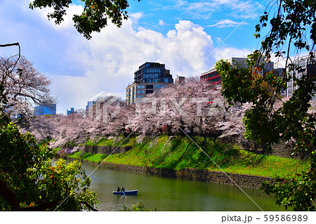 桜景　皇居　千鳥ヶ淵 59586989