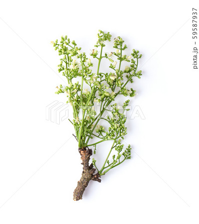 Medicinal neem flower over white background. top 59587937