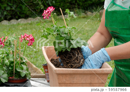 woman potting geranium flowers woman potting geranium flowers 59587966