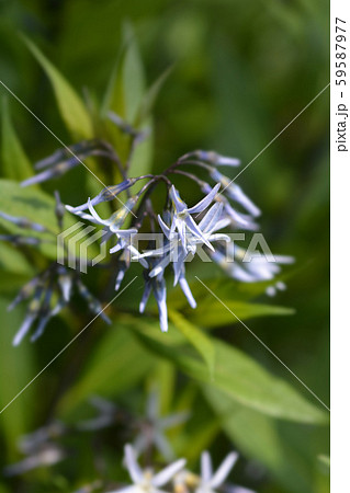 Blue dogbane Blue dogbane 59587977