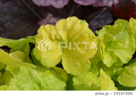 Coral Bells World Caffe Romano Coral Bells World Caffe Romano 59587989
