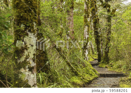 ニュージーランド　トンガリロ国立公園　タラナキ・フォールズ・トラック 59588201