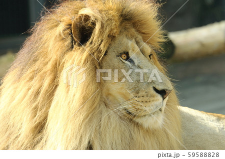 雄ライオンの顔 雄ライオンの顔 59588828