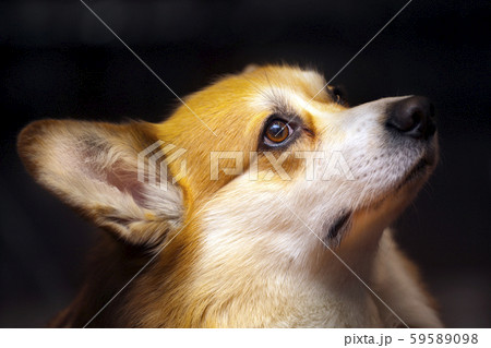 dog portrait dark wall background  59589098