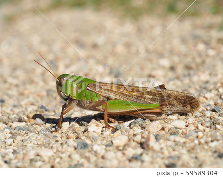 トノサマバッタ 59589304