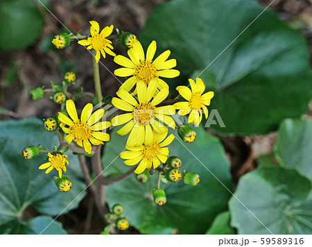 ツワブキの花 59589316