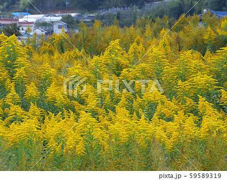 セイタカアワダチソウ 59589319