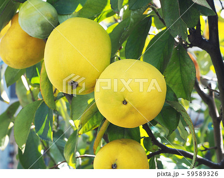 カリン カリン 59589326