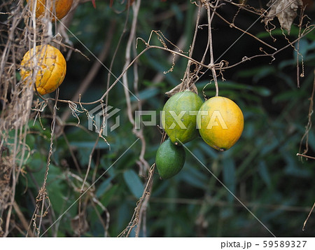 キカラスウリ キカラスウリ 59589327