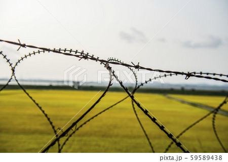 有刺鉄線 稲 秋 59589438