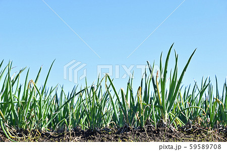 ネギ畑 59589708