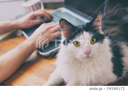 Man working at the desk with his cat 59590172