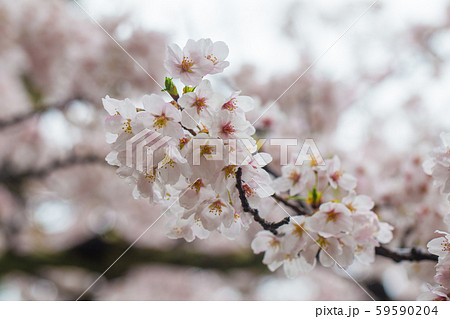 Full bloom pink sakura park april autumn 59590204