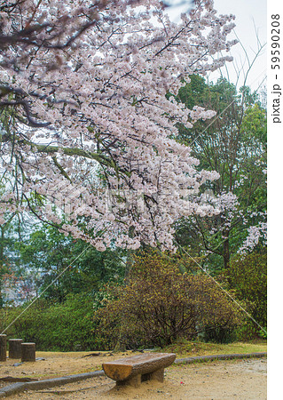 Full bloom pink sakura park april autumn 59590208
