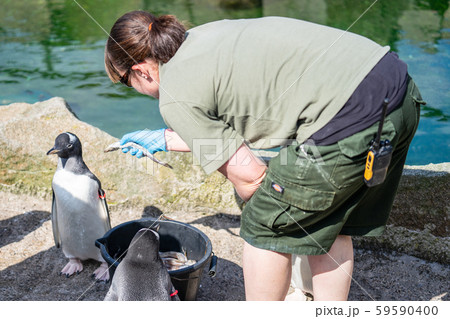 The woman feeds penguins.The gentoo penguin Pygoscelis papua is a penguin species in the genus 59590400