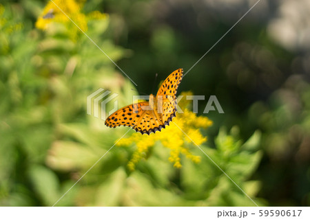 ツマグロヒョウモン 59590617