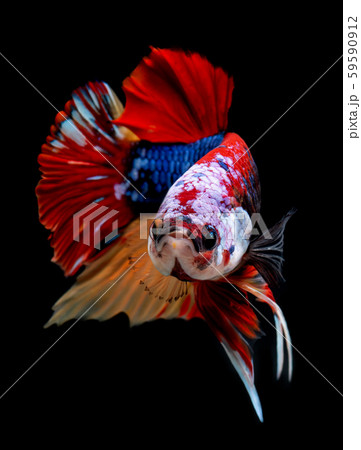 Koi galaxy fancy betta fish. 59590912