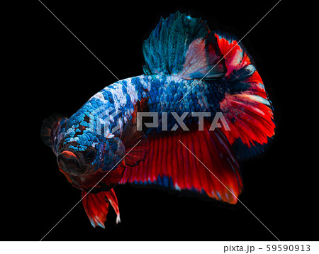 betta fancy koi