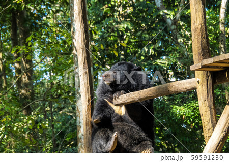 black bear in animal conservation, Tat Kuang Si waterfalls, Luang Prabang, Laos 59591230
