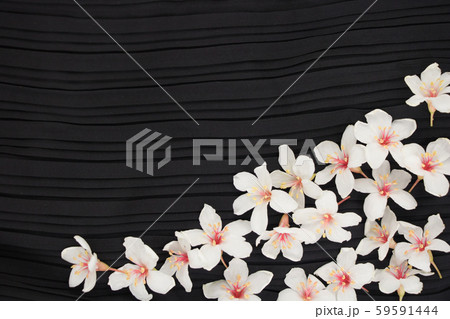A close-up view of tung blossoms on a black background. 59591444