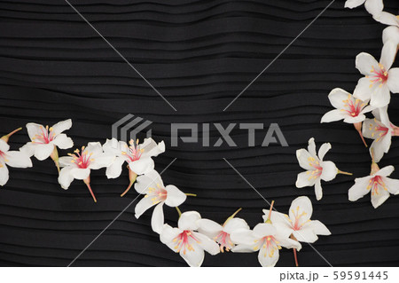 A close-up view of tung blossoms on a black background. 59591445