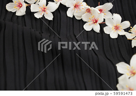 A close-up view of tung blossoms on a black background. 59591473