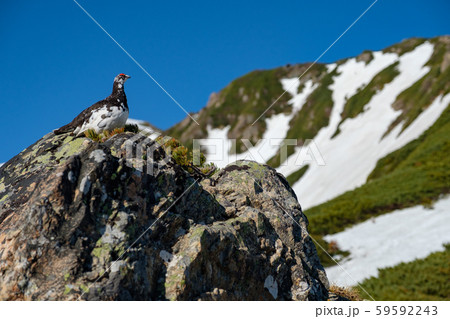 南アルプス 仙丈ヶ岳の二ホンライチョウ 南アルプス 仙丈ヶ岳の二ホンライチョウ 59592243