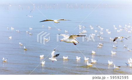 Flock of seagulls at Bangpu Recreation Center 59592595