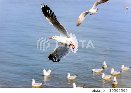 Flock of seagulls at Bangpu Recreation Center 59592596