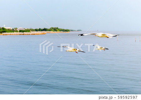 Closeup three seagull flying on the sea Closeup three seagull flying on the sea 59592597