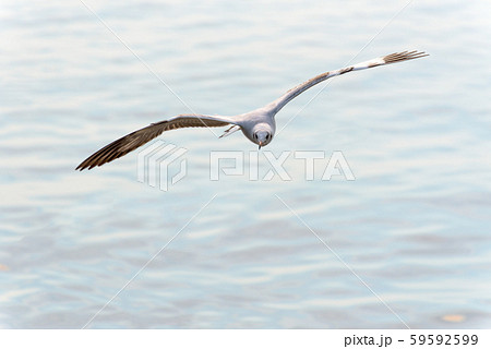 Closeup front seagull flying happily in the sky Closeup front seagull flying happily in the sky 59592599