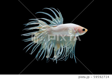 White betta splendens (Crown Tail) fish, Siamese fighting fish with light yellow color 59592714