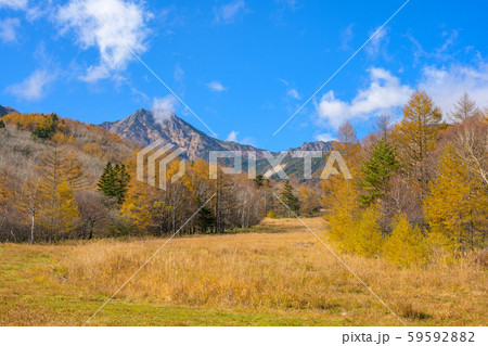 八ヶ岳　サンメドウズ清里スキー場の紅葉 59592882