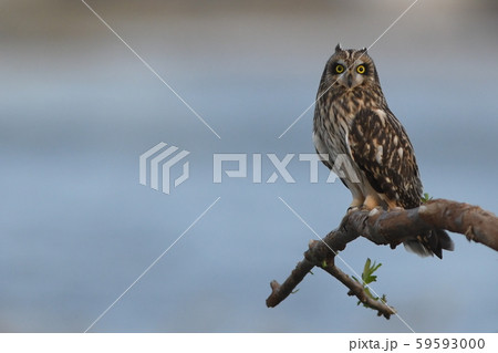 二子玉川に飛来した「コミミズク」in2019 59593000