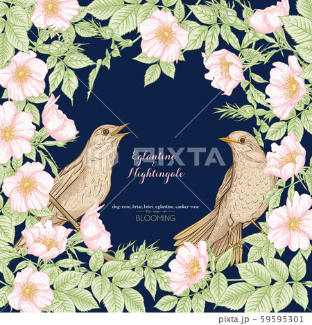 Dog-rose, briar, brier, eglantine, canker-rose Dog-rose, briar, brier, eglantine, canker-rose 59595301