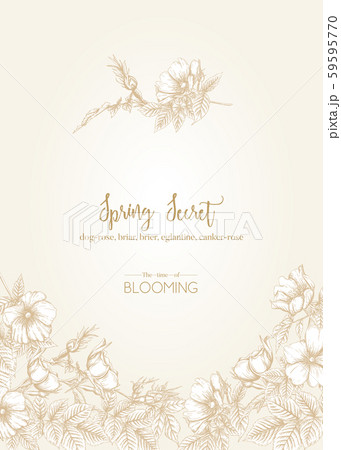 Dog-rose 59595770