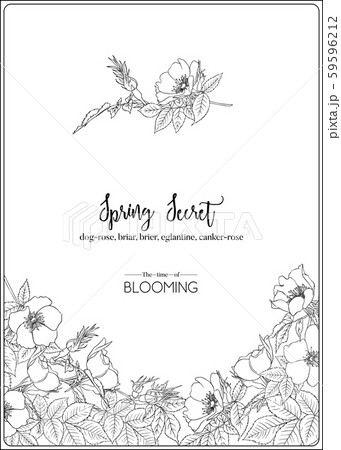 Dog-rose Dog-rose 59596212