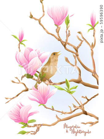 Magnolia tree branch with flowers and nightingale  Magnolia tree branch with flowers and nightingale  59596390