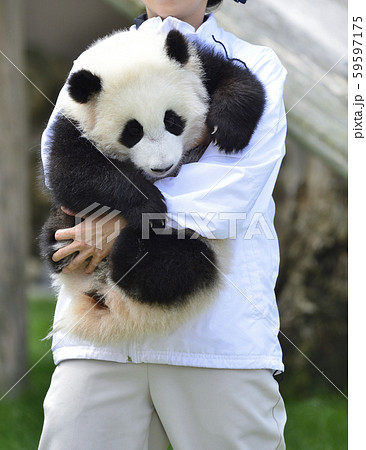 抱っこされるパンダの赤ちゃんの写真素材